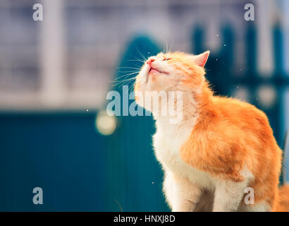 lustige Ingwer Katze sitzt auf einer Bank im Garten und shakes Stockfoto