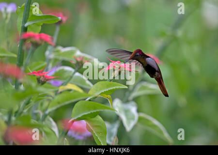 Ruby Topaz (Chrysolampis Mosquitus) Trinidad & Tobago TT Februar 2017 Stockfoto