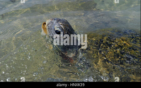 Große Schildkröte auftauchen seichte Meerwasser in Sri Lanka Stockfoto