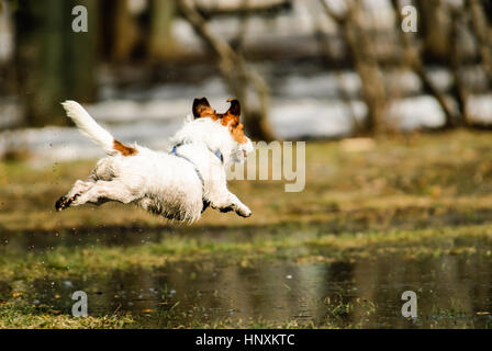 Freude im Park Frühling: Hund über schmelzende Schnee Pfützen zu springen Stockfoto