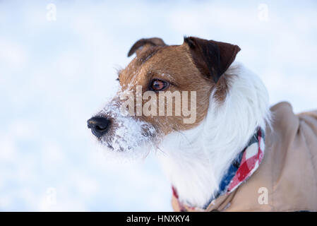 Porträt von entzückenden Jack Russell Terrier Hund mit der Nase im Schnee Stockfoto