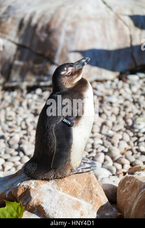 Tierwelt: Humboldt Pinguin (Spheniscus Humboldti), London Zoo. Stockfoto