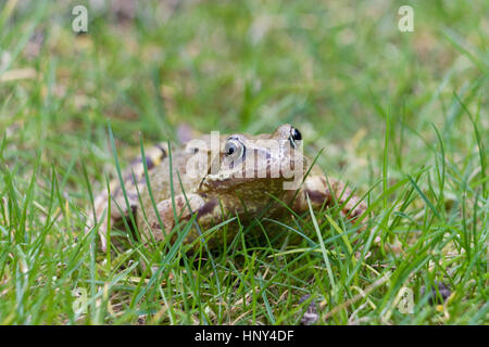 Tierwelt: Gemeinsame europäische Garten Frosch. (Rana Temporaria) Stockfoto