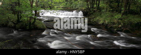 Colwith Force Wasserfälle auf dem Fluß Brathay in der Nähe von Elterwater, wenig Langdale, Nationalpark Lake District, Cumbria, England, UK Stockfoto