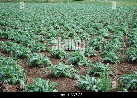 Artischocken-grün sprießt, wächst auf dem Feld. Landwirtschaft in Frankreich. Stockfoto