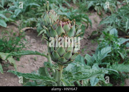 Artischocken (Knospe) wächst auf dem Feld. Landwirtschaft in Frankreich. Stockfoto