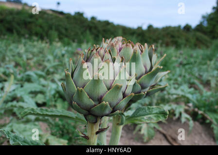 Artischocken (Knospe) wächst auf dem Feld. Landwirtschaft in Frankreich. Stockfoto