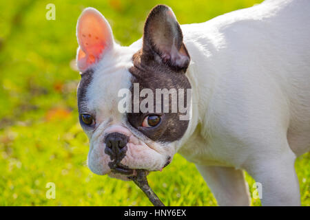 Französische Bulldogge-Porträt im Garten Stockfoto