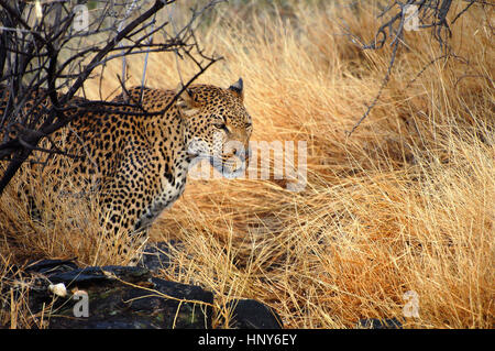 Erstaunliche Leopard im Etosha Nationalpark in Namibia Stockfoto