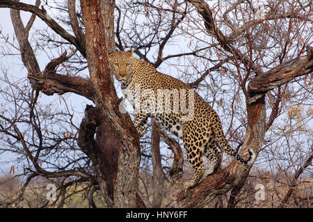 Schöne Leopard im Etosha Nationalpark in Namibia Stockfoto