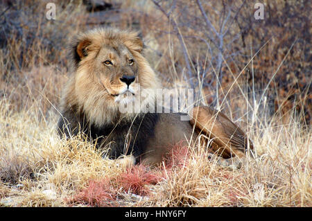 Ruhenden Löwen im Etosha Nationalpark in Namibia Stockfoto