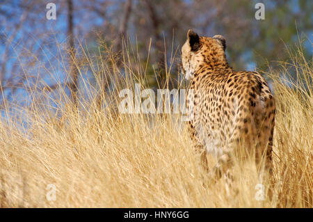 Schöne Cheetah im Etosha Nationalpark in Namibia Stockfoto