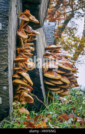 Fliegenpilze wachsen von Schneiden Baumstümpfe im Hochformat Stockfoto