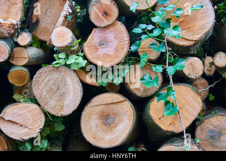 Frisch geschnittene Rundholz Holz gestapelt Stockfoto