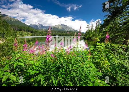 Blick zum Strbske Pleso See in der hohen Tatra im Sommer, Slowakei, Europa Stockfoto