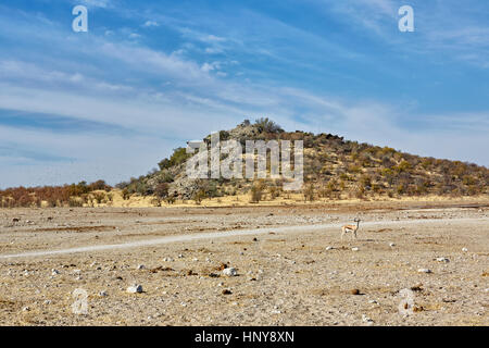 Springbok vor Dolomite Camp, Etosha Nationalpark, Namibia, Afrika Stockfoto