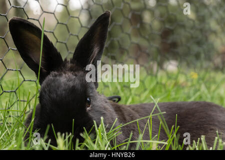 Schwarze Kaninchen im grünen Rasen hautnah Stockfoto