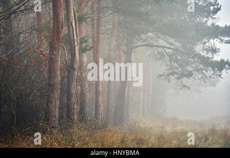 Ein Waldweg, gesäumt von Pinien im Nebel Stockfoto