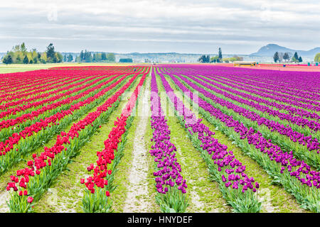 Mt Vernon, USA - 6. April 2016: Reihen von rot und lila Tulpen Feld mit Schulbus und Menschen in Morgenwolken Stockfoto