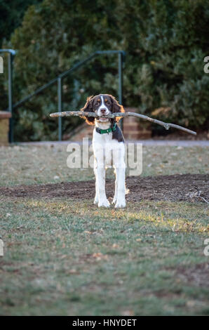 Cocker Spaniel halten lange große Filiale Stick Holz auf Rasen Stockfoto