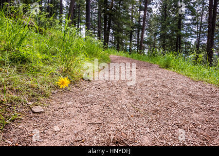 Katze Ohr Blume Closeup auf unbefestigten Wanderweg führt zu alpinen Wald Stockfoto