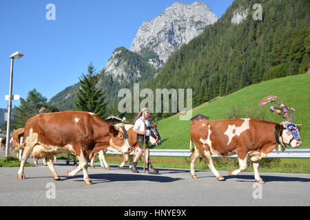 Berchtesgaden, Deutschland - Kühe 27. August 2016 - Rückkehr von Bergen nach Sommer Stockfoto