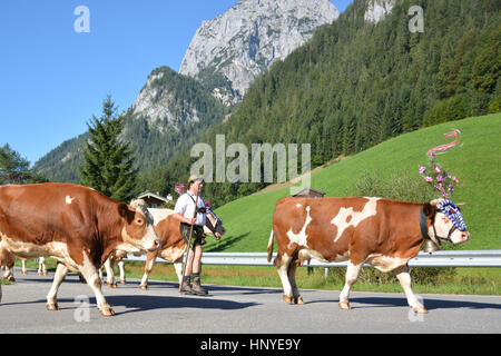 Berchtesgaden, Deutschland - Kühe 27. August 2016 - Rückkehr von Bergen nach Sommer Stockfoto