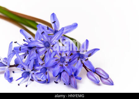 Schöne blaue natürliche Frische Schneeglöckchen Blumen auf weißem Hintergrund isoliert Stockfoto