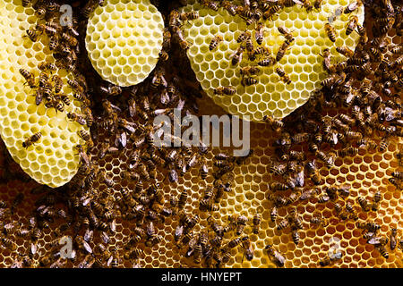 Nahaufnahme von Bienen auf wabe in der Imkerei - selektive Fokus, kopieren Raum Stockfoto