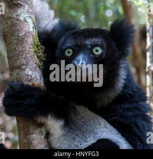 Indri Lemuren in Andasibe Regenwald, Madagaskar. Stockfoto
