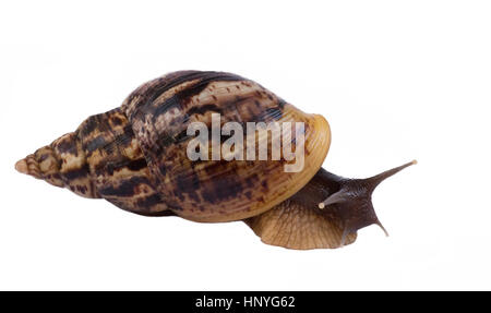 Afrikanischen Schnecke Achatina groß in eine braune Schale auf einem weißen Hintergrund Stockfoto