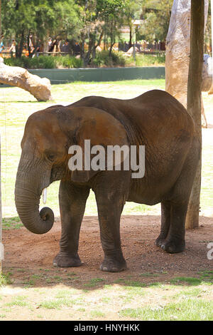 SYDNEY, Australien - 4. Januar 2017: Elefant aus Taronga Zoo in Sydney. Diese Stadtzoo wurde 1916 eröffnet und jetzt haben mehr als 4000 Tiere Stockfoto