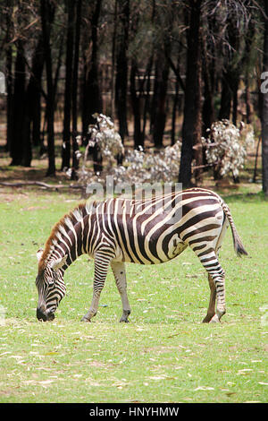 Ebenen zebra von taronga Western Plains Zoo in Dubbo. Diese Stadt Zoo wurde 1977 eröffnet und mittlerweile mehr als 97 Arten haben. Stockfoto