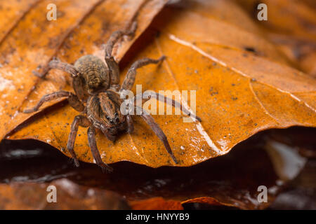 Boden Wolfsspinne, Trochosa Terricola eine häufige Art der Familie Lycosidae. Monmouthshire, UK Stockfoto