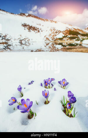 Krokusse im Schnee Stockfoto