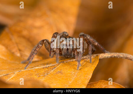 Boden Wolfsspinne, Trochosa Terricola eine häufige Art der Familie Lycosidae. Monmouthshire, UK Stockfoto