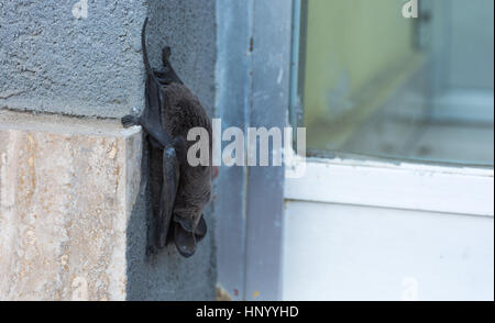 Abstrakte und konzeptionelle bat schlafen, schlafen auf der Wand eines Palastes in der Stadt. Insektenfresser, ernähren sich von Insekten. Stockfoto