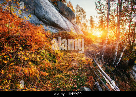 Birkenwald in sonnigen Nachmittag während der Herbstsaison. Stockfoto