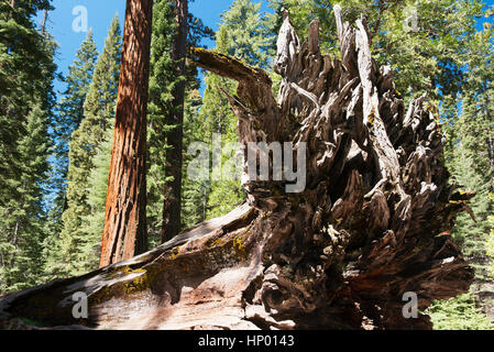 Umgestürzten Baum im Mammutbaum Hain, Yosemite-Nationalpark, Kalifornien, USA Stockfoto