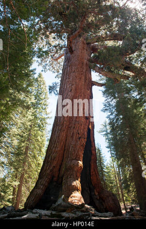 Giant Sequoia Baum, Yosemite-Nationalpark, Kalifornien, USA Stockfoto