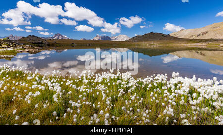 Blüte von eriophores (Baumwollgras) am Bergsee. Les Gardioles. Vallée de la Clarée. Hautes Alpes. Frankreich. Europa. Stockfoto