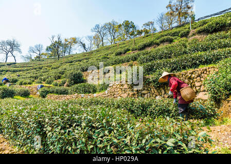 HANGZHOU, CHINA - 25 März: Ein alter chinesischer Bauer Teeblätter in Longjing Tee Felder eines der berühmtesten Tee-Farmen in China am 25 März nimmt, Stockfoto