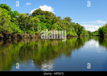 Amazonas-Landschaft. Das Foto präsentieren Amazonas, Brasilien Stockfoto