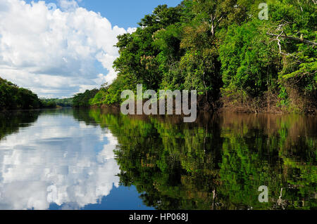 Amazonas-Landschaft. Das Foto präsentieren Amazonas, Brasilien Stockfoto