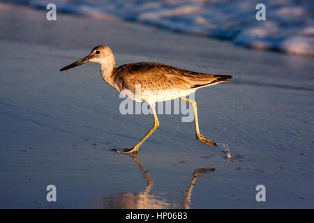 Ein Willet am Strand laufen. Panama City Beach, Golfküste, Florida. Stockfoto