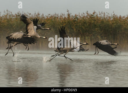 Eine Gruppe von sechs Kraniche (Grus Grus) durch das Wasser laufen und treten im Herbst, nebligen Morgen fliegen im Bory Borów Nationalpark in Polen Stockfoto