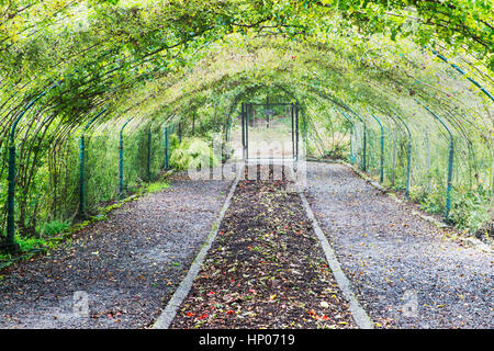 Arbor über Herbst Gartenbetten.   Point Defiance Park, Tacoma, WA verfügt über wunderbare Gärten einschließlich Rosengärten, Dahlie Garten, einheimische Pflanze, rhododend Stockfoto