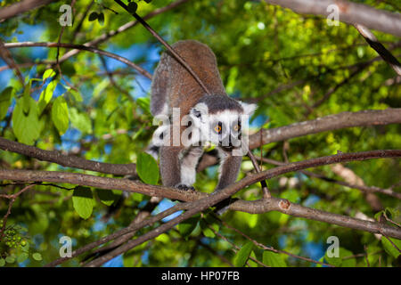 Ring-tailed Lemur, Lemur catta, Anja finden, zentrale Madagaskar, von Monika Hrdinova/Dembinsky Foto Assoc Stockfoto