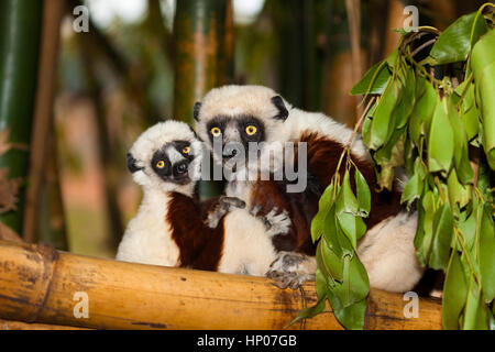 Coquerel der Sifaka, Propithecus coquereli, Lemuren Park, Antananarivo, Madagaskar, von Monika Hrdinova/Dembinsky Foto Assoc Stockfoto