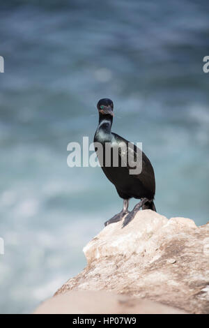 Schwarzer Kormoran Küsten Vogel thront auf einer Klippe In La Jolla, Kalifornien Stockfoto